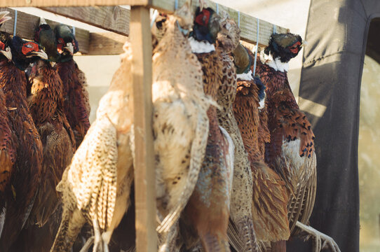 Pheasant retrieved from a hunt are hung ready before being prepared