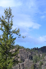tree in the mountains
