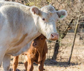 brangus cows and calves in the Argentine countryside