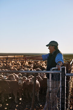 counting sheep on farm