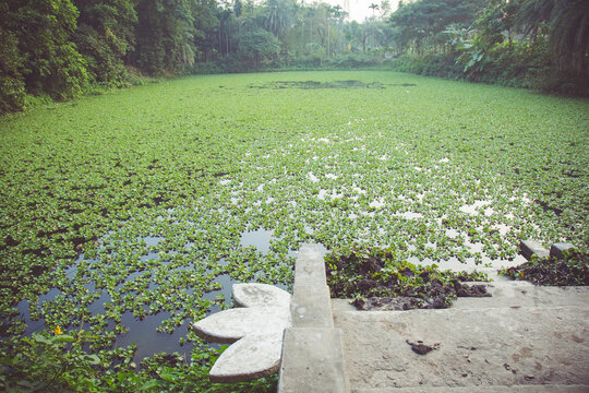 Lily Pond