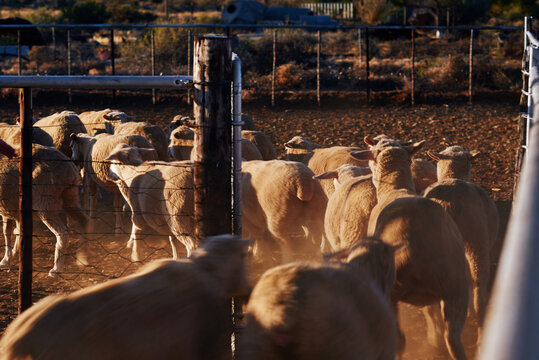 Sheep in paddock