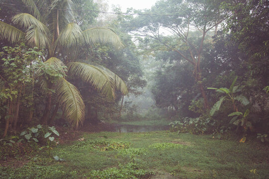 In the Jungle