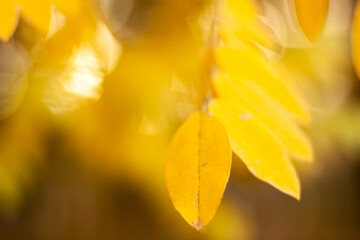 Obraz premium Autumn falling natural yellow orange leaves bokeh on trees. Blurred background and banner concept with copy space