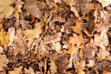 Oak brown leaves background. Autumn blurred banner concept with copy space