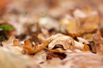 Oak brown leaves bokeh. Autumn blurred background and banner concept with copy space