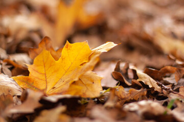 Falling yellow leave а maple on oak brown leaves. Autumn blurred background and banner concept with copy space