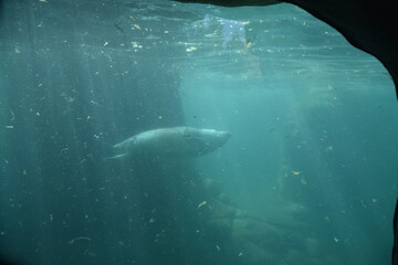 Fototapeta premium Seal under water 