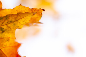 Autumn falling natural yellow orange leaves bokeh on trees. Blurred background and banner concept with copy space