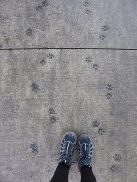 Photographer's feet surrounded by paw prints