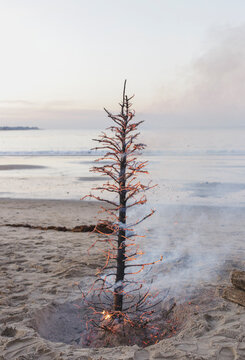 Christmas tree bonfire