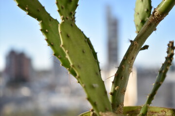 
frontal views of a cactus in the city