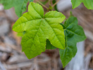 green leaf