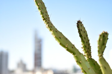 
frontal views of a cactus in the city