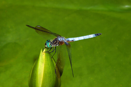 Mature male blue dasher dragonfly perched on a water lily bud