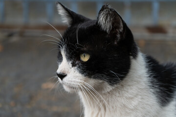 black and white cat