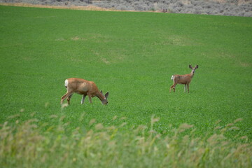 Naklejka na ściany i meble deer in the field