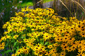 Black-eyed Susans