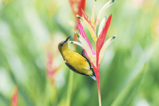 Olive-backed sunbird