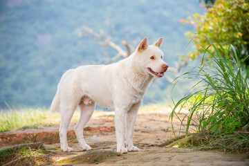 Obraz premium A white Chinese garden dog