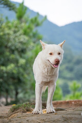 Naklejka na ściany i meble A white Chinese garden dog