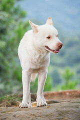 A white Chinese garden dog