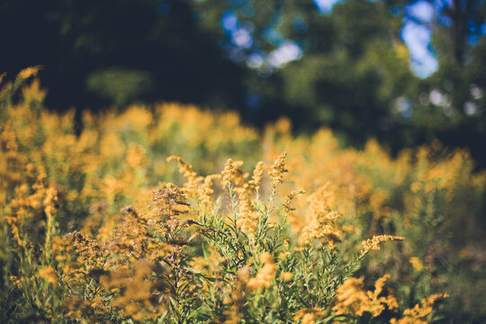 field of goldenrod in early fall