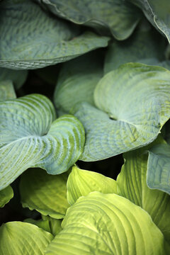 Vibrant Green Hosta Leaves