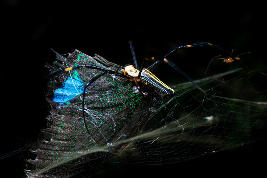 spider with butterfly caught in web.