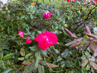 pink flower and green leaves