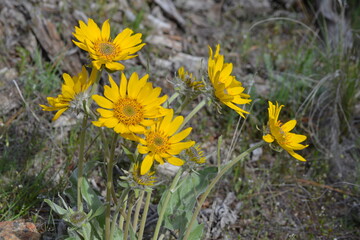 yellow flowers in the grass