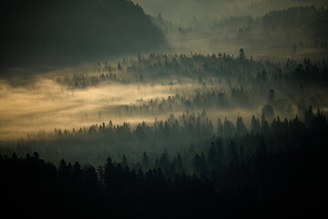 Naklejka premium Sunrise over the mountain forest. Bieszczady National Park. Carpathian Mountains. Poland.