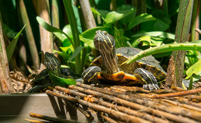 red eared slider turtle