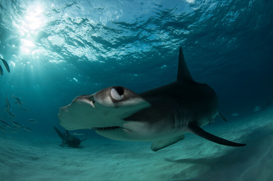 Great Hammerhead Shark with Emphasis on the Eye