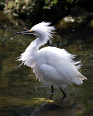 Snowy Egret Stock Photos. Close-up profile view walking in the water with rock and moss background, displaying white feathers, head, beak, fluffy plumage, yellow feet in its environment and habitat. 