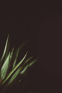 Succulent against dark background