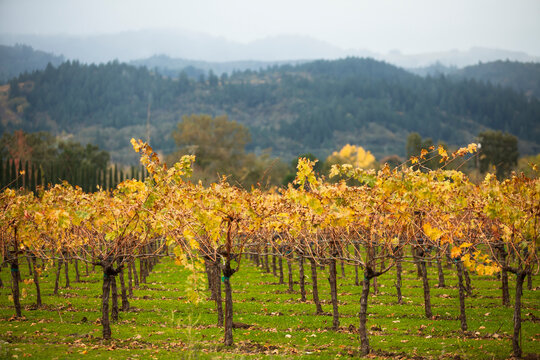 A colorful wine field in Napa Valley, California, USA.