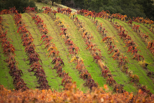 A colorful wine field in Napa Valley, California, USA.