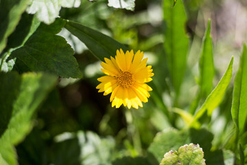 flower plant