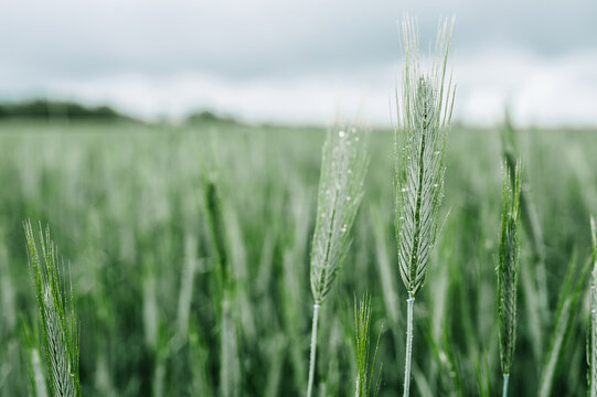 Field of Rye