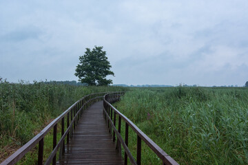 Fototapeta premium wooden bridge in the forest 