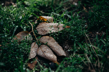 Dew drops on leaf