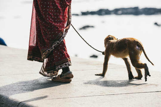 Indian woman taking her pet monkey for a walk