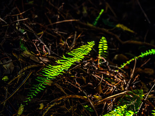 Fern Frond