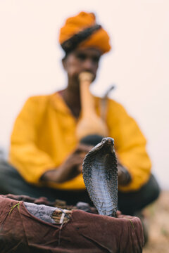 Snake Charming With An Indian Cobra