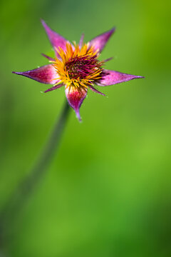 Seed Head Wishing On A Star