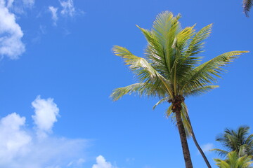 palm trees against blue sky