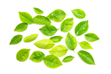 Fototapeta na wymiar Fresh green tea leaves, drops of water, are isolated on a white background.