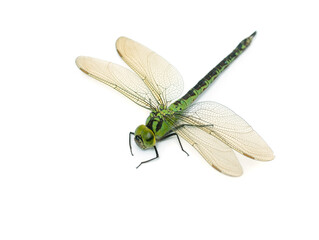 Large green dragonfly on a white background isolated. - Powered by Adobe