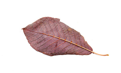 Dried autumn leaves, over white background.